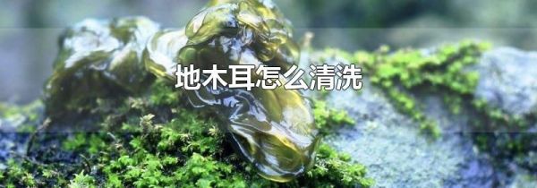 地木耳怎么清洗