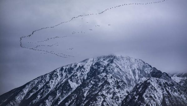 大雁北飞是什么季节 大雁迁徙排成什么队形