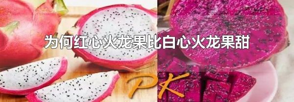 为何红心火龙果比白心火龙果甜