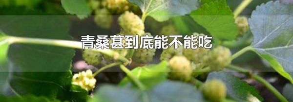 青桑葚到底能不能吃