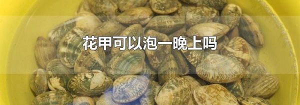 花甲可以泡一晚上吗