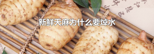 新鲜天麻为什么要焯水