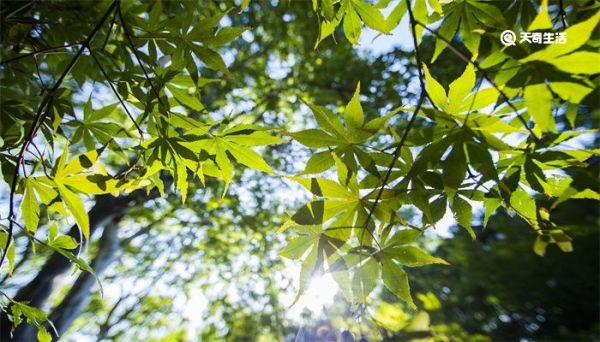 波光明灭的意思 波光明灭什么意思