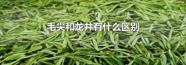 毛尖和龙井有什么区别