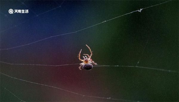 蛛丝马迹中的马指的是什么 蛛丝马迹中的马指的是什么意思