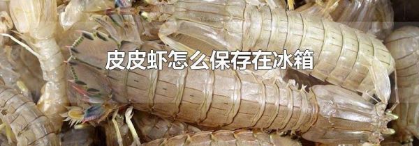 皮皮虾怎么保存在冰箱