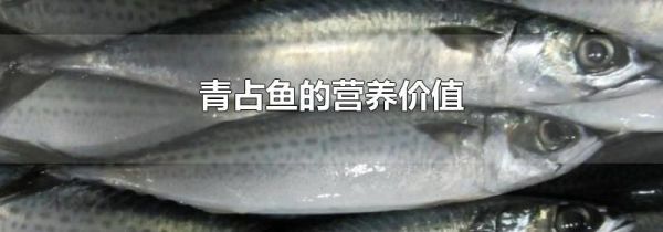 青占鱼的营养价值
