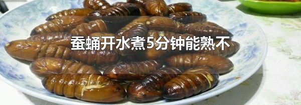 蚕蛹开水煮5分钟能熟不