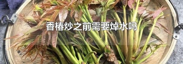 香椿炒之前需要焯水吗