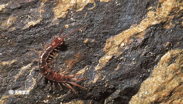 蚰蜒是什么动物 蚰蜒形态特征