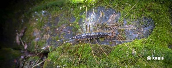 蚰蜒是什么动物 蚰蜒形态特征