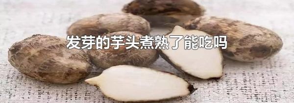 发芽的芋头煮熟了能吃吗