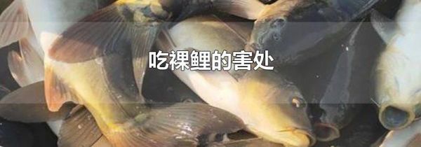 吃裸鲤的害处