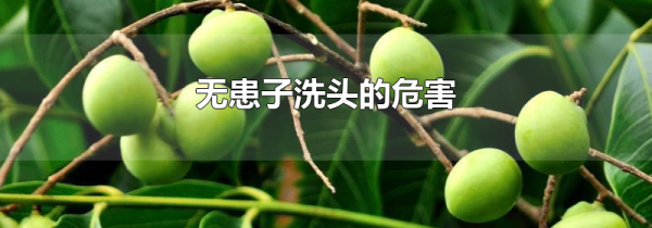 无患子洗头的危害