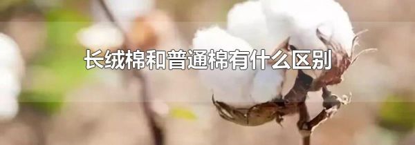 长绒棉和普通棉有什么区别