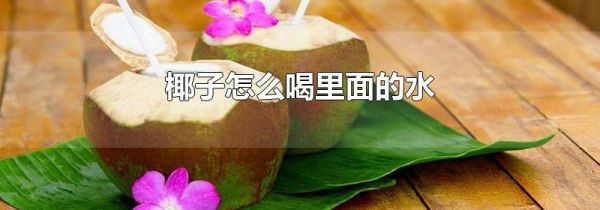椰子怎么喝里面的水