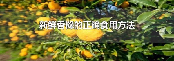 新鲜香橼的正确食用方法