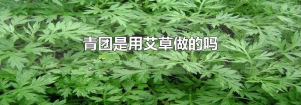 青团是用艾草做的吗