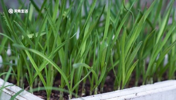 割韭菜是什么意思 割韭菜是指什么