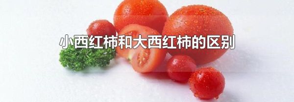 小西红柿和大西红柿的区别
