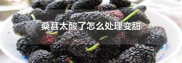 桑葚太酸了怎么处理变甜