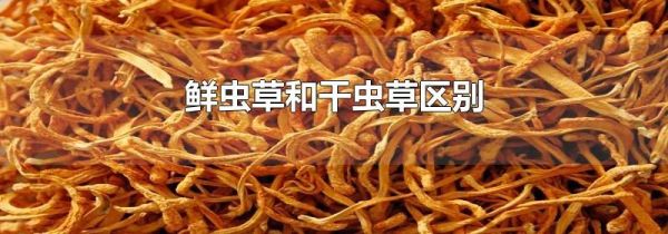 鲜虫草和干虫草区别