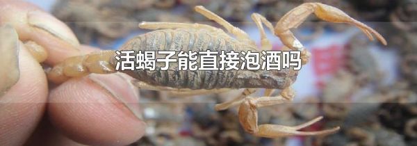活蝎子能直接泡酒吗