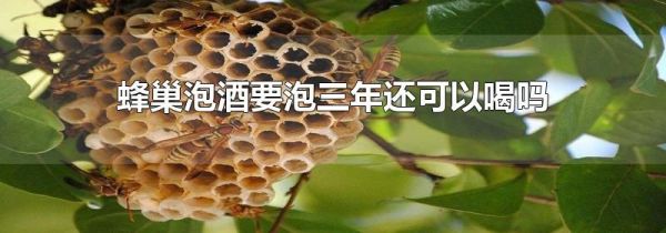 蜂巢泡酒要泡三年还可以喝吗
