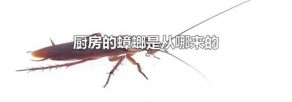 厨房的蟑螂是从哪来的