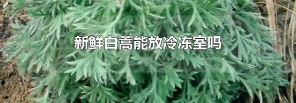 新鲜白蒿能放冷冻室吗