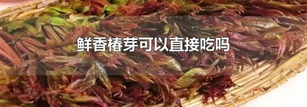 鲜香椿芽可以直接吃吗