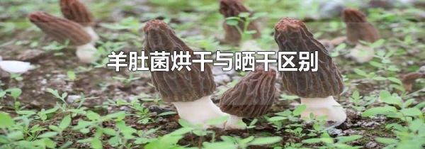 羊肚菌烘干与晒干区别