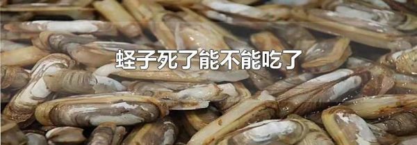 蛏子死了能不能吃了