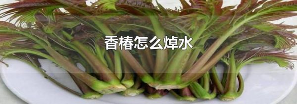 香椿怎么焯水