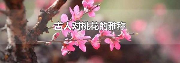 古人对桃花的雅称