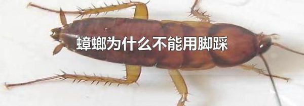 蟑螂为什么不能用脚踩