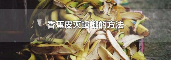 香蕉皮灭蟑螂的方法
