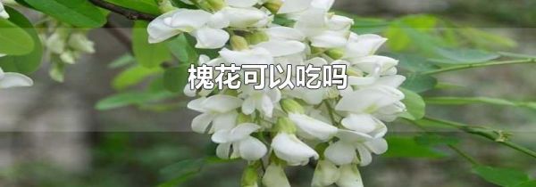 槐花可以吃吗