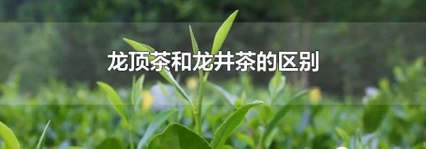 龙顶茶和龙井茶的区别