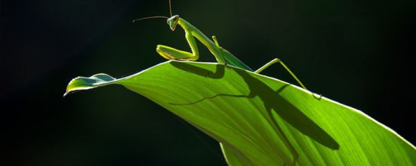 昆虫记螳螂的特点和生活特征 昆虫记中的螳螂生活特点