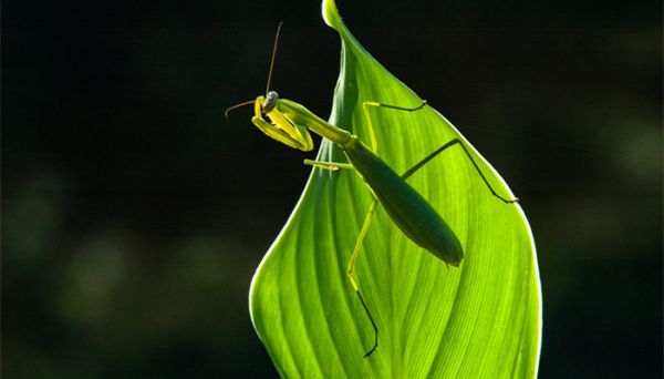 昆虫记螳螂的特点和生活特征 昆虫记中的螳螂生活特点