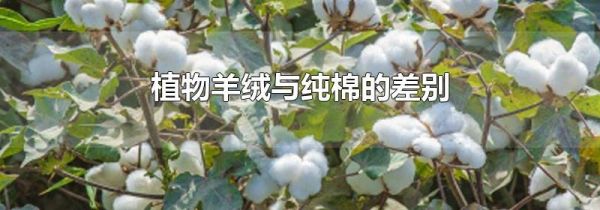 植物羊绒与纯棉的差别