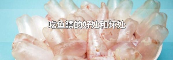 吃鱼鳔的好处和坏处
