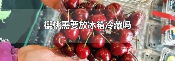 樱桃需要放冰箱冷藏吗