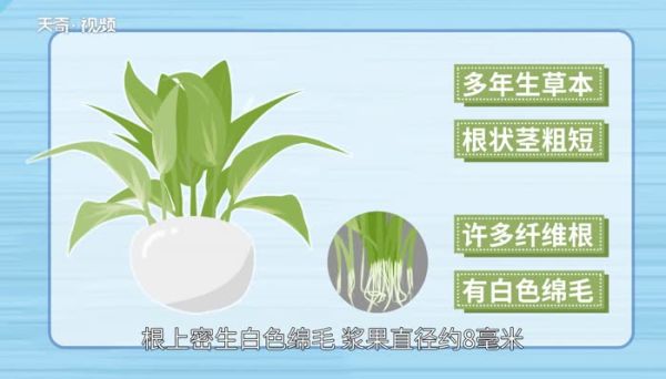 万年青有毒吗 绿植万年青有毒吗