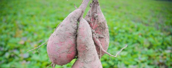 山芋是什么 山芋有哪些营养价值