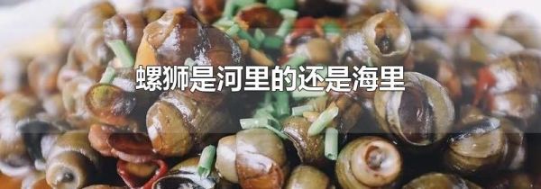 螺狮是河里的还是海里