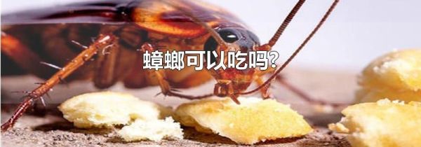 蟑螂可以吃吗?