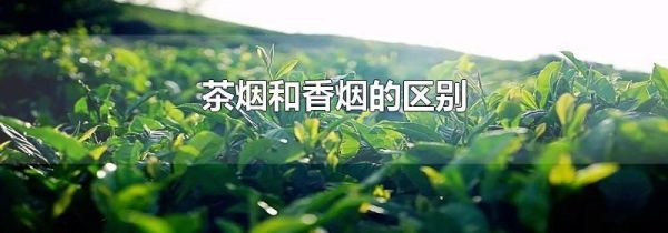 茶烟和香烟的区别
