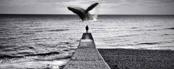 动物名称大全500 动物大全名称有哪些